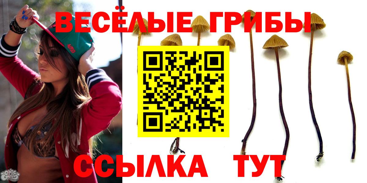 Галлюциногенные грибы Cubensis Губкин